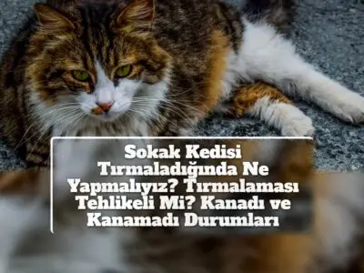 Sokak Kedisi Tırmaladığında Ne Yapmalıyız? Tırmalaması Tehlikeli Mi? Kanadı ve Kanamadı Durumları