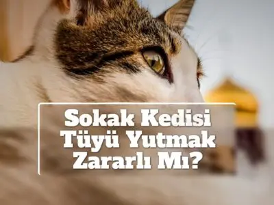 Sokak Kedisi Tüyü Yutmak Zararlı Mı?