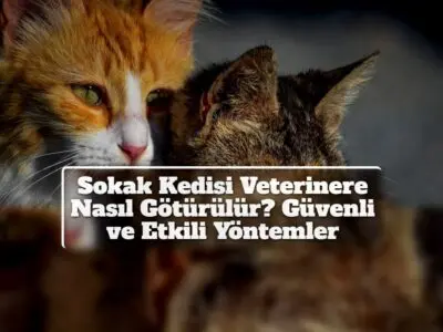 Sokak Kedisi Veterinere Nasıl Götürülür? Güvenli ve Etkili Yöntemler