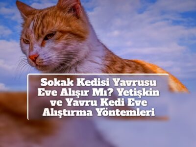 Sokak Kedisi Yavrusu Eve Alışır Mı? Yetişkin ve Yavru Kedi Eve Alıştırma Yöntemleri