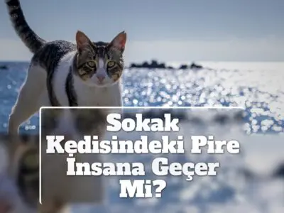 Sokak Kedisindeki Pire İnsana Geçer Mi?