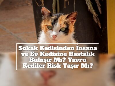Sokak Kedisinden İnsana ve Ev Kedisine Hastalık Bulaşır Mı? Yavru Kediler Risk Taşır Mı?