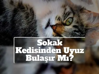 Sokak Kedisinden Uyuz Bulaşır Mı?