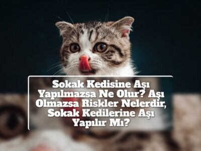 Sokak Kedisine Aşı Yapılmazsa Ne Olur? Aşı Olmazsa Riskler Nelerdir, Sokak Kedilerine Aşı Yapılır Mı?