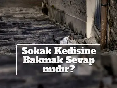 Sokak Kedisine Bakmak Sevap mıdır?