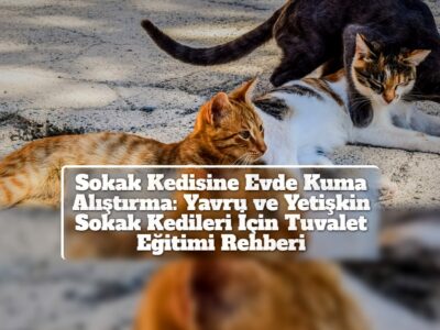 Sokak Kedisine Evde Kuma Alıştırma: Yavru ve Yetişkin Sokak Kedileri İçin Tuvalet Eğitimi Rehberi