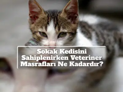 Sokak Kedisini Sahiplenirken Veteriner Masrafları Ne Kadardır?