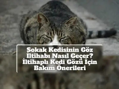 Sokak Kedisinin Göz İltihabı Nasıl Geçer? İltihaplı Kedi Gözü İçin Bakım Önerileri