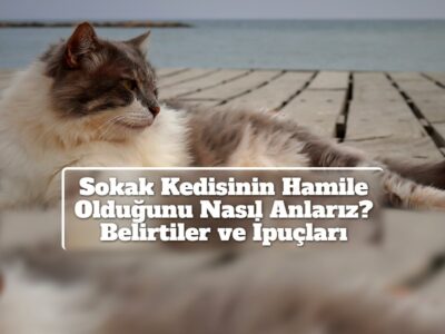 Sokak Kedisinin Hamile Olduğunu Nasıl Anlarız? Belirtiler ve İpuçları