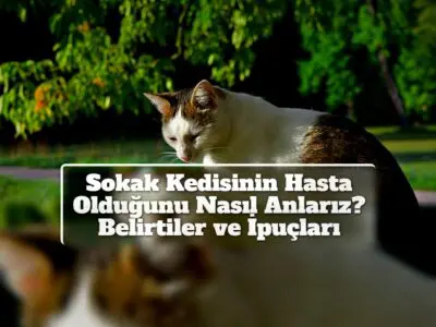 Sokak Kedisinin Hasta Olduğunu Nasıl Anlarız? Belirtiler ve İpuçları