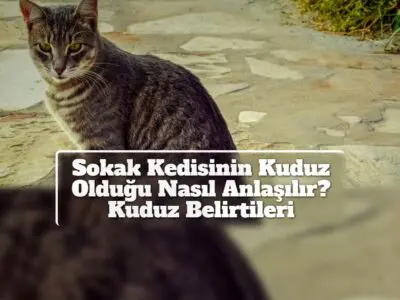 Sokak Kedisinin Kuduz Olduğu Nasıl Anlaşılır? Kuduz Belirtileri