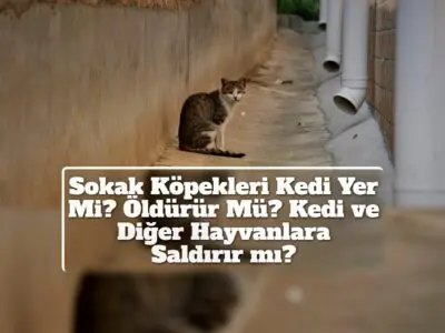 Sokak Köpekleri Kedi Yer Mi? Öldürür Mü? Kedi ve Diğer Hayvanlara Saldırır mı?