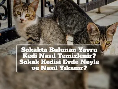 Sokakta Bulunan Yavru Kedi Nasıl Temizlenir? Sokak Kedisi Evde Neyle ve Nasıl Yıkanır?