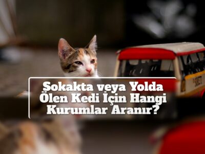 Sokakta veya Yolda Ölen Kedi İçin Hangi Kurumlar Aranır?