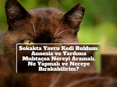 Sokakta Yavru Kedi Buldum: Annesiz ve Yardıma Muhtaçsa Nereyi Aramalı, Ne Yapmalı ve Nereye Bırakabilirim?