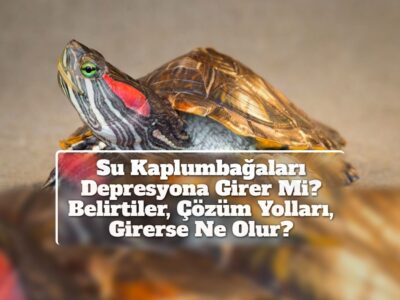 Su Kaplumbağaları Depresyona Girer Mi? Belirtiler, Çözüm Yolları, Girerse Ne Olur?
