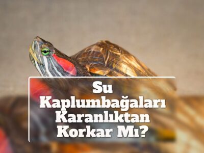 Su Kaplumbağaları Karanlıktan Korkar Mı?