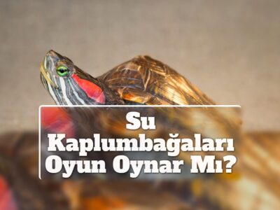 Su Kaplumbağaları Oyun Oynar Mı?