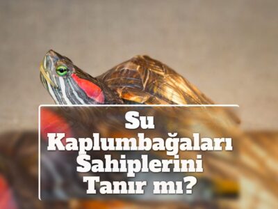 Su Kaplumbağaları Sahiplerini Tanır mı?