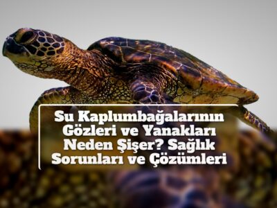 Su Kaplumbağalarının Gözleri ve Yanakları Neden Şişer? Sağlık Sorunları ve Çözümleri