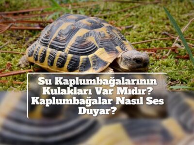 Su Kaplumbağalarının Kulakları Var Mıdır? Kaplumbağalar Nasıl Ses Duyar?
