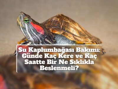 Su Kaplumbağası Bakımı: Günde Kaç Kere ve Kaç Saatte Bir Ne Sıklıkla Beslenmeli?