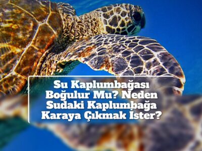 Su Kaplumbağası Boğulur Mu? Neden Sudaki Kaplumbağa Karaya Çıkmak İster?
