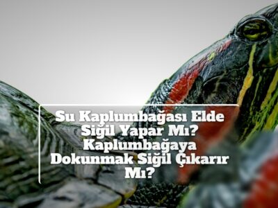 Su Kaplumbağası Elde Siğil Yapar Mı? Kaplumbağaya Dokunmak Siğil Çıkarır Mı?