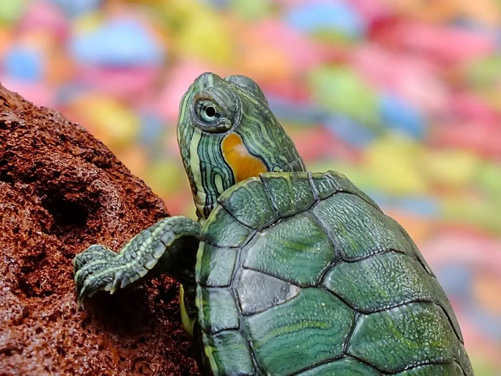 Su Kaplumbağası Gözü Açık Ölür Mü? Kaplumbağa Gözü Açık Kalır mı?
