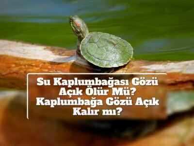 Su Kaplumbağası Gözü Açık Ölür Mü? Kaplumbağa Gözü Açık Kalır mı?