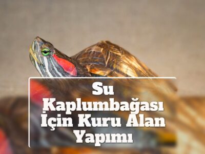 Su Kaplumbağası İçin Kuru Alan Yapımı