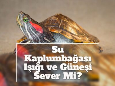 Su Kaplumbağası Işığı ve Güneşi Sever Mi?