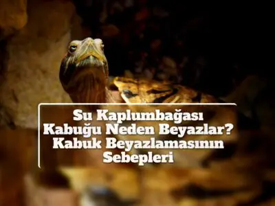 Su Kaplumbağası Kabuğu Neden Beyazlar? Kabuk Beyazlamasının Sebepleri