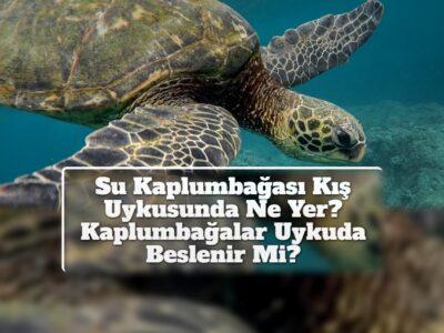 Su Kaplumbağası Kış Uykusunda Ne Yer? Kaplumbağalar Uykuda Beslenir Mi?