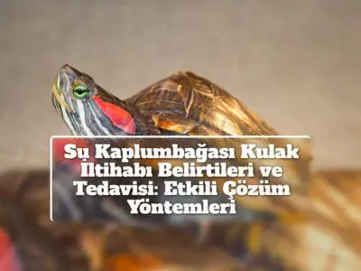 Su Kaplumbağası Kulak İltihabı Belirtileri ve Tedavisi: Etkili Çözüm Yöntemleri