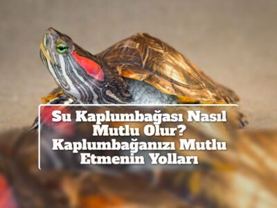 Su Kaplumbağası Nasıl Mutlu Olur? Kaplumbağanızı Mutlu Etmenin Yolları