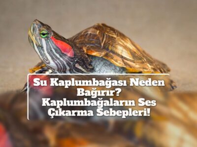 Su Kaplumbağası Neden Bağırır? Kaplumbağaların Ses Çıkarma Sebepleri!