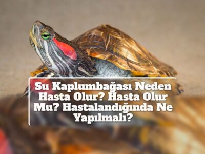 Su Kaplumbağası Neden Hasta Olur? Hasta Olur Mu? Hastalandığında Ne Yapılmalı?