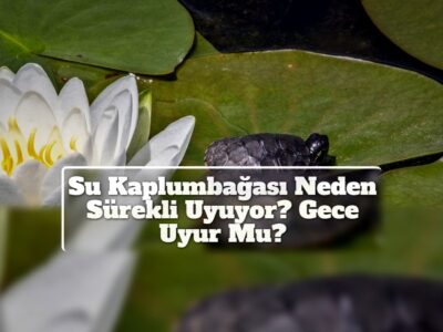 Su Kaplumbağası Neden Sürekli Uyuyor? Gece Uyur Mu?