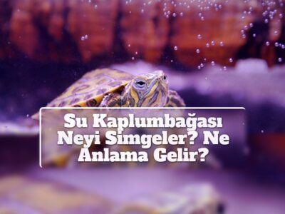 Su Kaplumbağası Neyi Simgeler? Ne Anlama Gelir?