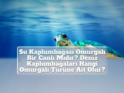 Su Kaplumbağası Omurgalı Bir Canlı Mıdır? Deniz Kaplumbağaları Hangi Omurgalı Türüne Ait Olur?