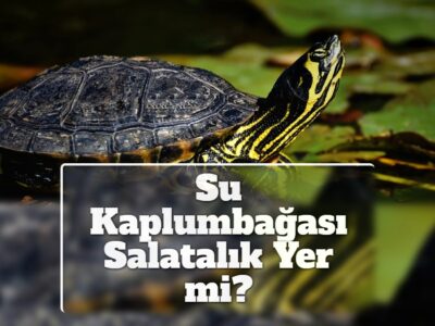Su Kaplumbağası Salatalık Yer mi?