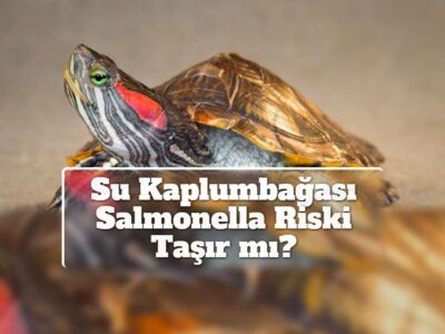 Su Kaplumbağası Salmonella Riski Taşır mı?