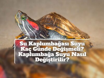 Su Kaplumbağası Suyu Kaç Günde Değişmeli? Kaplumbağa Suyu Nasıl Değiştirilir?