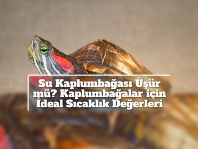 Su Kaplumbağası Üşür mü? Kaplumbağalar için İdeal Sıcaklık Değerleri