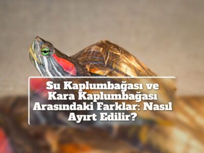 Su Kaplumbağası ve Kara Kaplumbağası Arasındaki Farklar: Nasıl Ayırt Edilir?