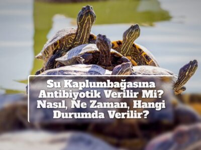 Su Kaplumbağasına Antibiyotik Verilir Mi? Nasıl, Ne Zaman, Hangi Durumda Verilir?