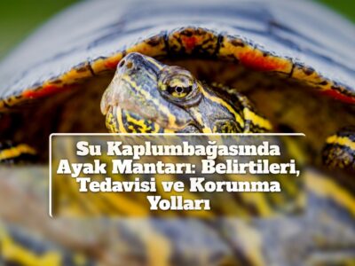 Su Kaplumbağasında Ayak Mantarı: Belirtileri, Tedavisi ve Korunma Yolları