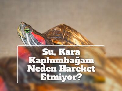 Su, Kara Kaplumbağam Neden Hareket Etmiyor?