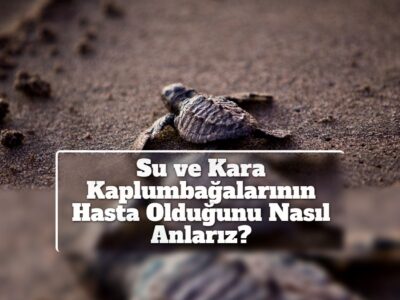 Su ve Kara Kaplumbağalarının Hasta Olduğunu Nasıl Anlarız?